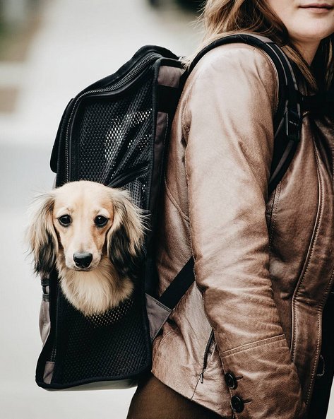 Lightweight muttmover backpack store
