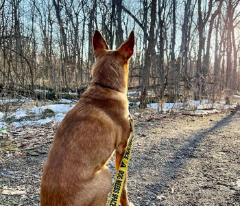 Finisher Feature - Trace Stead-Hardt: Hiking with Pets