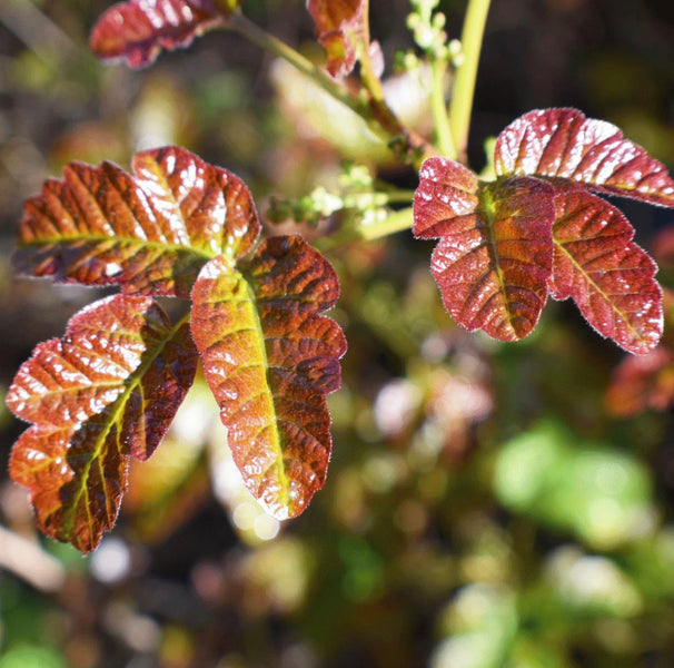 Your Seasonal Poison Ivy Update: How To Prevent And Treat A Poison Ivy Outbreak