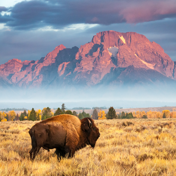 Animal Encounters While Hiking: A Majestic Experience or a Misadventure?