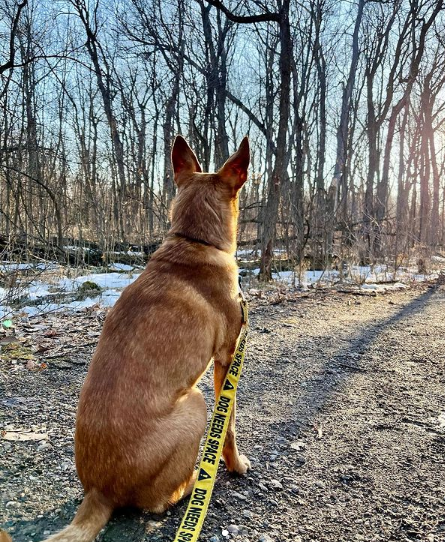 Finisher Feature - Trace Stead-Hardt: Hiking with Pets