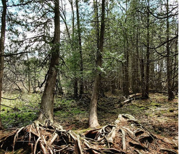 Finisher Feature - Stephanie McGuire: Natural Hiking