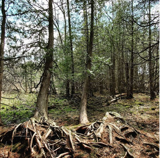 Finisher Feature - Stephanie McGuire: Natural Hiking