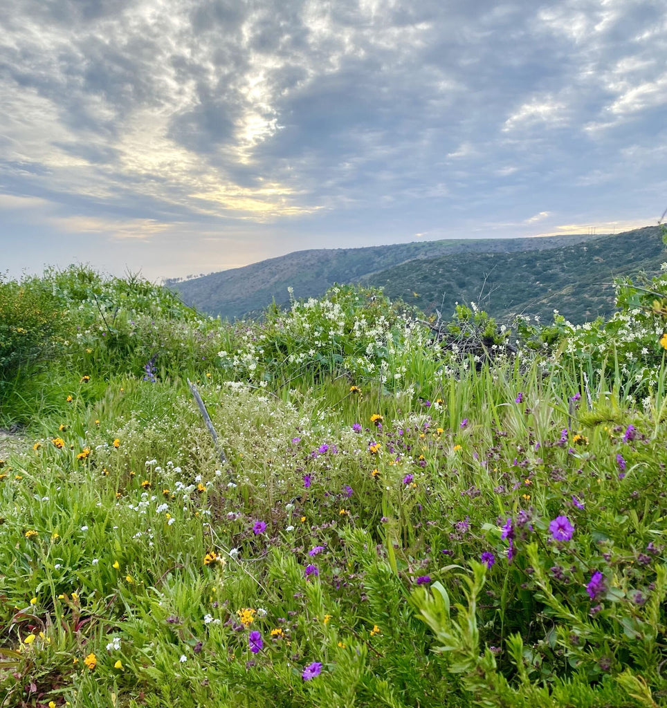 Spring Hiking Guide: Rain, Wildflowers, Mosquitoes & More